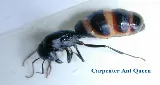 Security Pest Control photo 8