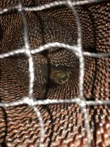 Pal Pest Bat Control