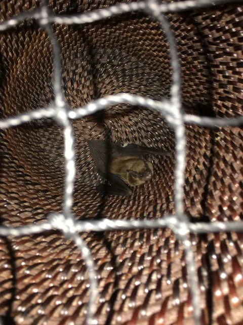 Pal Pest Bat Control in Lincoln