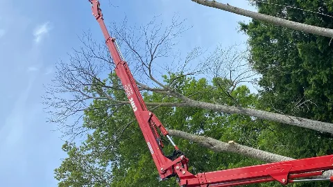Tree And Yard Renovations photo 1