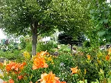 Forde Nursery