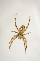 Jerry's Pest Control Service photo 4