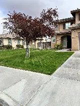 Angelo Landscaping services photo 6