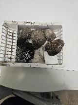 Pesterminator pest control photo 2
