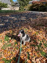 Page Exterminating Services, Inc. (Boston)