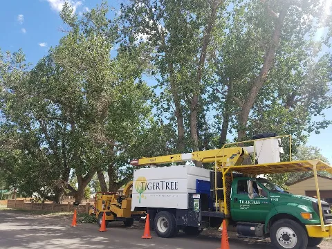 TigerTree in Laramie