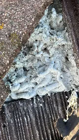 Newton Pest Control photo 6