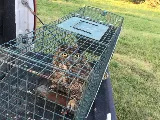 Wildlife Trapper Pro