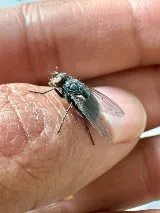 Major Pest Control Red Deer Inc photo 2