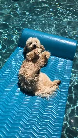 Pinto's Pools Inc photo 3