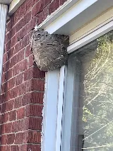 Greenix Pest Control photo 8