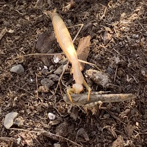 EEEK Pest Control photo 1