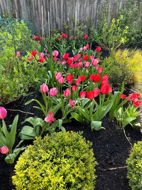 Santos Landscaping photo 1