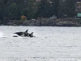 Island Movers photo 5