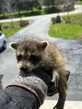 Fast Pest Control - Oakville