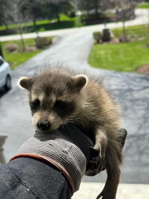 Fast Pest Control - Oakville photo 1
