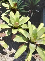 High Maintenance Landscape Contractors photo 3