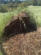 ClearDefense Pest Control photo 8