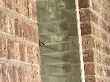 Romex Pest & Termite Control Tyler photo 6