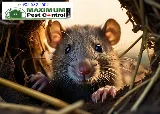 Maximum Pest Control Services photo 3