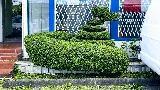Green Bamboo Landscaping