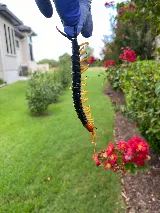 Surge Pest Control photo 2