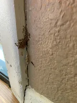 Ace Pest Control photo 3