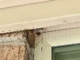 Romex Pest & Termite Control Tyler photo 4