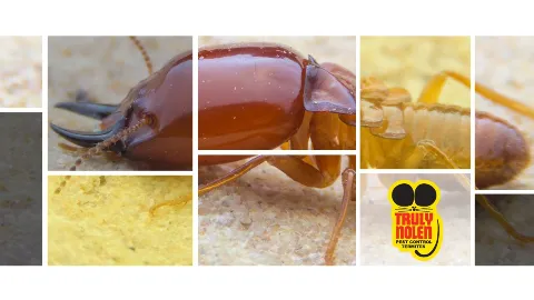 Truly Nolen Pest & Termite Control photo 1