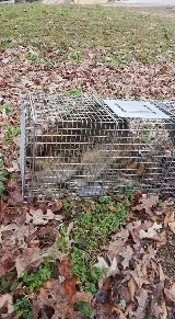Germantown Pest Control photo 2