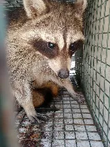 Bats to Rats LLC - Wildlife Control and Prevention photo 8