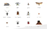 Fenix Pest Control, Inc. photo 8
