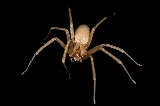STL Pest Control photo 7