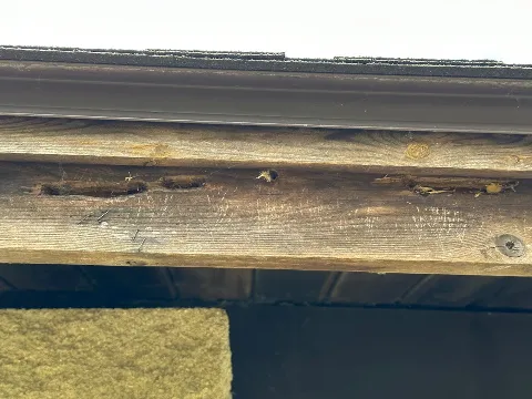 Yosemite Pest & Rodent Solutions, Inc. photo 1