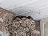Lady Bugs All Pest Solutions photo 8