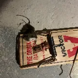 Boston Best Pest Control photo 6
