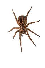 All Solutions Pest Control photo 4