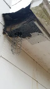 LaHara Pest Termite and Wildlife services,LLC.