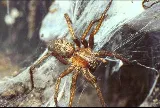 Major Pest Control Edmonton Inc photo 8