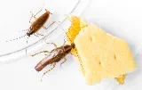 Rose Pest Solutions photo 5