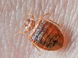 All Pro Pest Control, Inc. photo 2