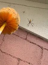 Kopex Pest Control photo 6