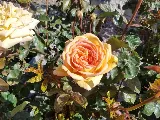 Moana Nursery Landscape Services photo 6