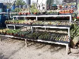 Green Landscape Nursery photo 6