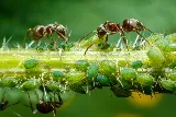 Golden Hills Pest Control photo 6