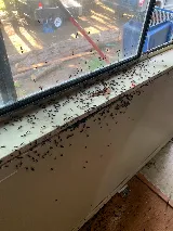 Wipe Out Pest Control Ltd photo 5
