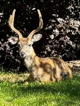 Custom West Pest & Wildlife photo 7