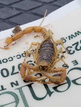 Greenleaf Pest Control photo 4