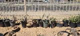 Decorative Landscape Materials Llc photo 4