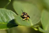 PestX Bakersfield Termite & Pest Control photo 4